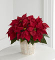 The FTD� Red Poinsettia Basket (Small)