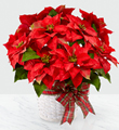 The FTD� Happiest Holidays� Poinsettia