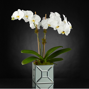 The FTD� Elegant Impressions� Luxury Orchid