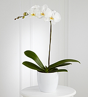 The FTD� White Orchid Planter