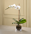 The FTD� White Orchid Planter
